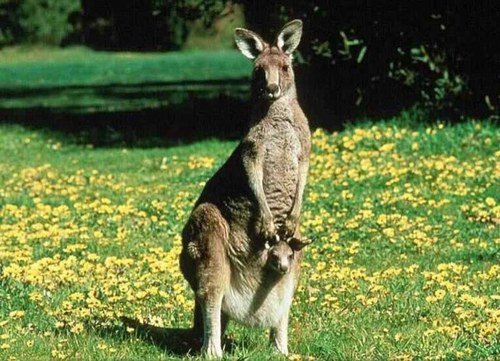 YO TYPICAL KANGAROO HOPPIN' AROUND AND SHIT. AUSTRALIA BITCH