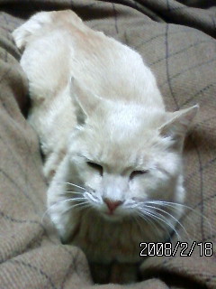 キャリアコンサルタント２級技能士/CDA/🇯🇵と😺大好きサラリーマン/今まさに🇯🇵の危機🆘国民が立ち上がる時💪/参政党党員🍊/中２👧部活謳歌中🏫小５👧算数苦戦中😭/無言フォロー失礼しますm(_ _)m😺 #キャリアコンサルタント
#参政党
#日本奪還プロジェクト