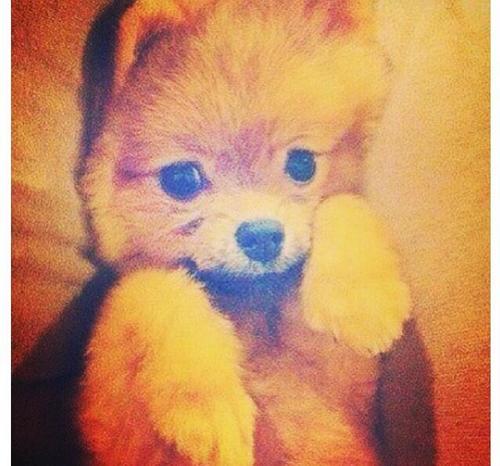 Bau Bau !! xx