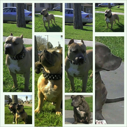 roostur1's profile picture. 