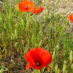 marinasac's profile picture. 