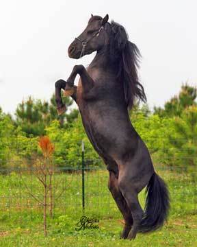 maryannzoesch's profile picture. Maryann and Bob at Angelheart farm with their Newfoundland dogs and Miniature Horses