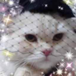 美猫ちゃんブログ✨ 犬猫ちゃん・女の子・焼肉が大好きな元イケメンボクサー こむぎ♡御子♡天国のニャンズとワンコたち♡ 子供や動物が悲しむことは絶対に許しません‼️ 小さな命を大切に💓弱いものが安心して暮らせる世の中にしたいです.:*･ﾟ☆ #動物好きはみんな友達