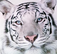 Soy lacasito, el tigre albino de @Sen_LJDH • Manso, pero como me toques las rayas te descuartizo enterito