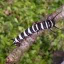 Lëñà Tan Riadi - @lenatanriadi - Twitter