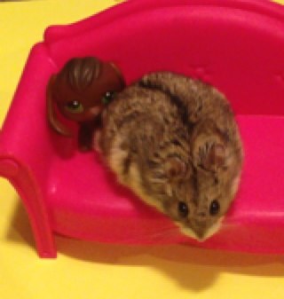 where_my_hamsta's profile picture. Just following my hamster to wherever he decides to go. Email us at wheresmyhamster@gmail.com