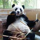 Christine Chow - @Crazydindin - Twitter