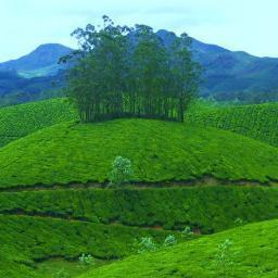 Kerala Tour Mate is one of the best websites where you can find various travel packages to Kerala. We offer you the best quality services.
