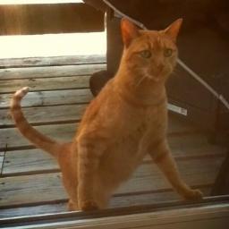 Meow!  fresh flash fiction daily.
