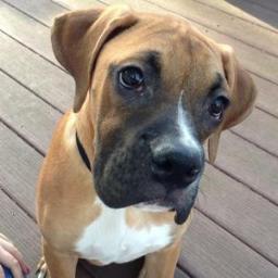 ChaosIsADog's profile picture. I'm a what!?