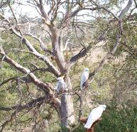 angelicus88's profile picture. Maker of porcelain pots, explorer of ideas and social justice, online educator, lover of food, cooking and ...