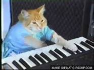 piano playing cat