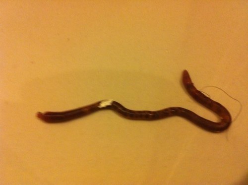 belabelindaL's profile picture. 