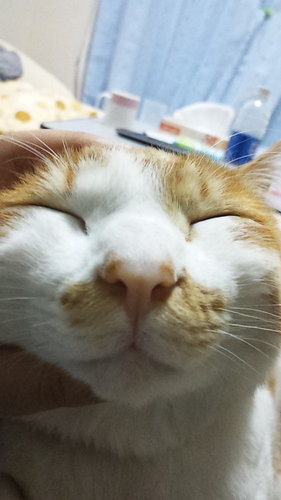 三人目のレンガ職人になりたい🐦‍⬛ いぬがいぬであるように、ねこがねこであるように、全身全霊ぼくでありたい🐌