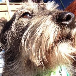 … treehugger … dog lover …❤️🧡💛💚💙💜🌲🇺🇸 🌎
