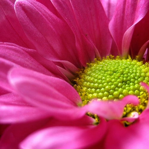 NirmalaDEE's profile picture. 