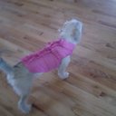 bella ryan - @skate_dance_luv - Twitter