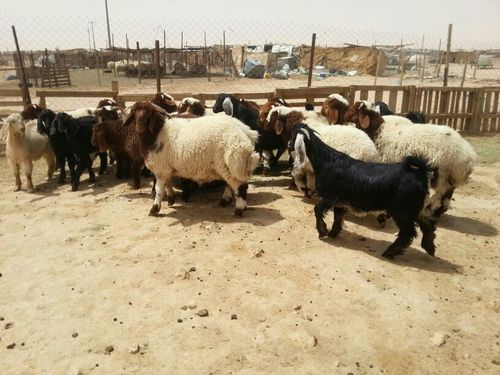 يوجدلديناهرافي وتيوس مع التوصيل شعارناالمصداقيه اتصل نصل