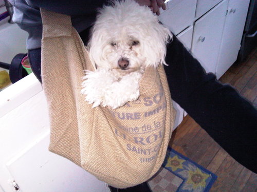 Definitely a small white dog sitting in a burlap sack, Also I do a lot of research.