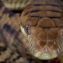 Adam Muncy - @snakeman18049 - Twitter