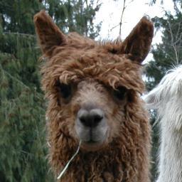 We are a small suri alpaca ranch in Redmond, WA.