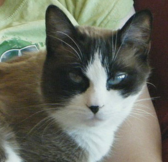 Cypher_Kitty's profile picture. Chief Executive Feline for LCEB; I follow Felines only...and a fish.