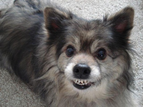 #GrumpyDog