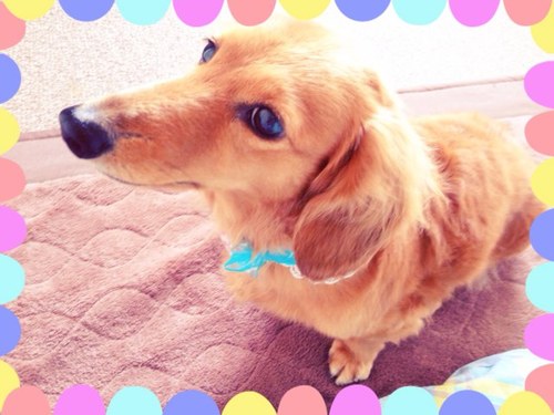 愛犬🐶あるると ジェジュンが大好きです！