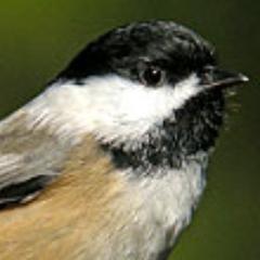 chickadee