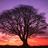 plantsciences's profile image