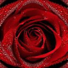 like a rose