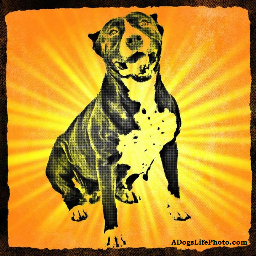 Foster_Pups's profile picture. Our goal is to rehome every dog we foster and provide the resources for the humans in their lives to thrive as successful pack leaders.