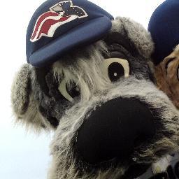 The official mascot of the Somerset Patriots. Just you're friendly neighborhood pup who loves to have fun, play fetch, and cheer on the Patriots! #GetPatriotic