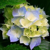 Fabrizio Fenech (@fabriziofenech) 's Twitter Profile