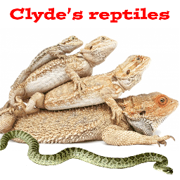 ClydesReptiles's profile picture. Clyde is the name, reptiles are the game!