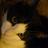 LisaCrivello's profile image