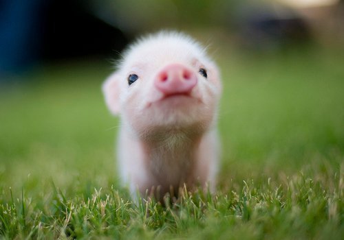 Résultat de recherche d'images pour 'cochon mignon'