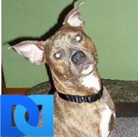 pinkyprancy's profile picture. interested in factual news