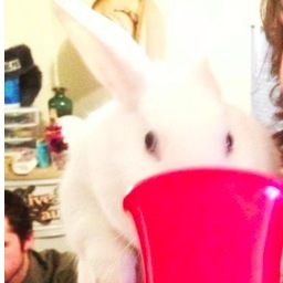 enjoy carrots, lettuce, vodka and long hops on the beach