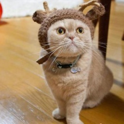 Cindy_missingho's profile picture. 