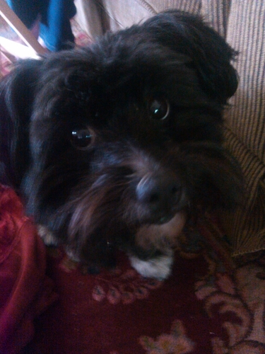 Kiwipig143's profile picture. 