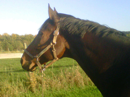 schuyler_L's profile picture. Animal lover. Educator. Reader. Equestrian. Hopeful. Grateful.