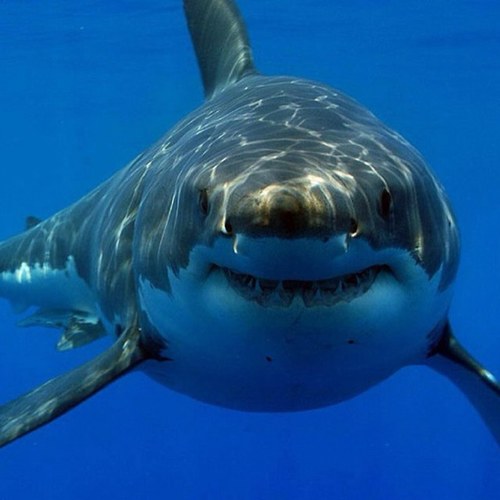 The original Under The Sea account.  Bringing you the most fascinating pictures and facts from down under.  Contact me at theunderseaLIFE@gmail.com