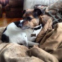Dawn Reed (@buffalodr) 's Twitter Profile