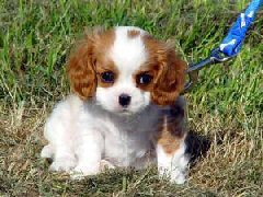 Ik houd van puppies.