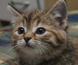 Alesha_B's profile picture. Website Creator, Investor, and Flipper.