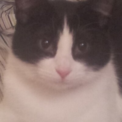 my cat from hell hulu