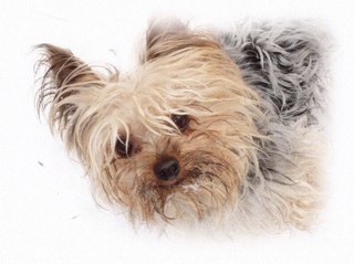 Love my iPad & Kindle. Love my yorkies, exercise, being outside, & scifi. I love to read and support indie authors!