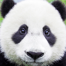 Panda V5spanda Twitter