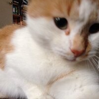 nokoa (@nokoa) 's Twitter Profile